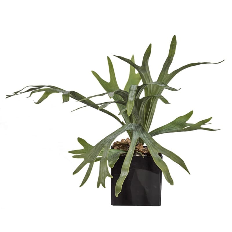 Декоративный элемент Adriani & Rossi Platycerium