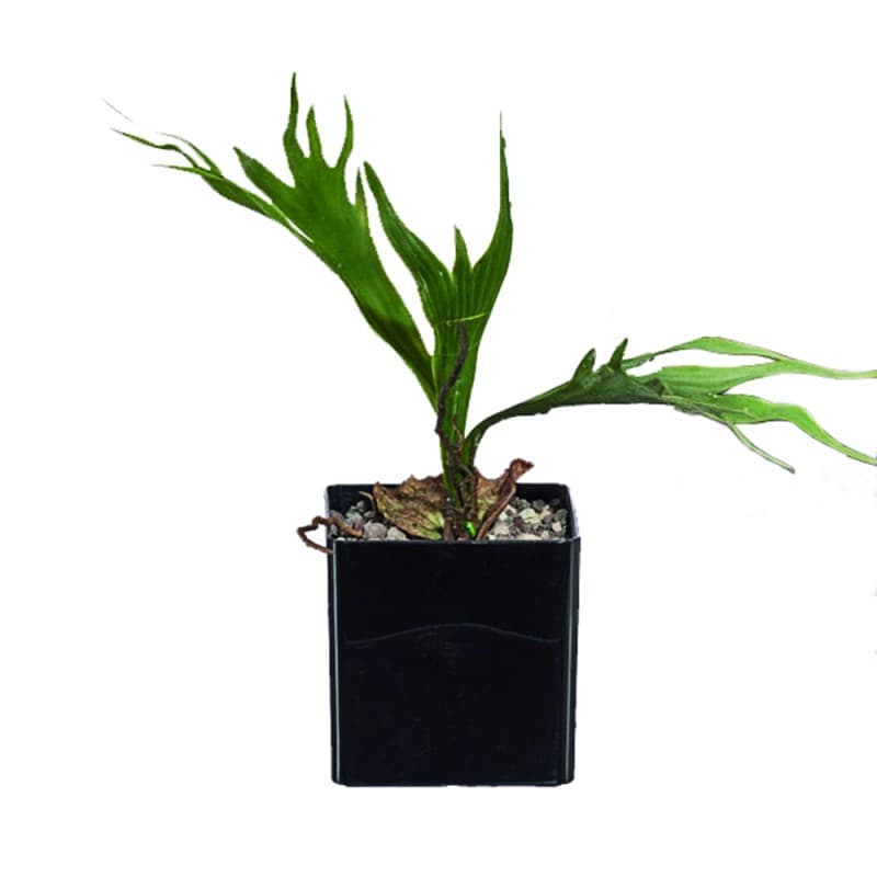 Декоративный элемент Adriani & Rossi Platycerium