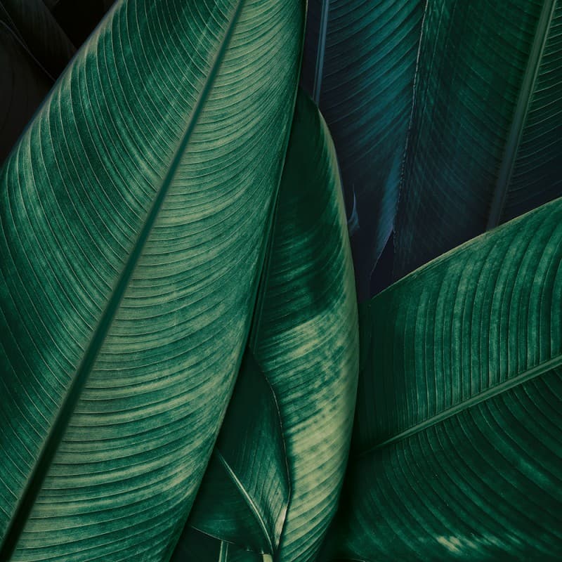 Обои Adriani & Rossi JUMANJI