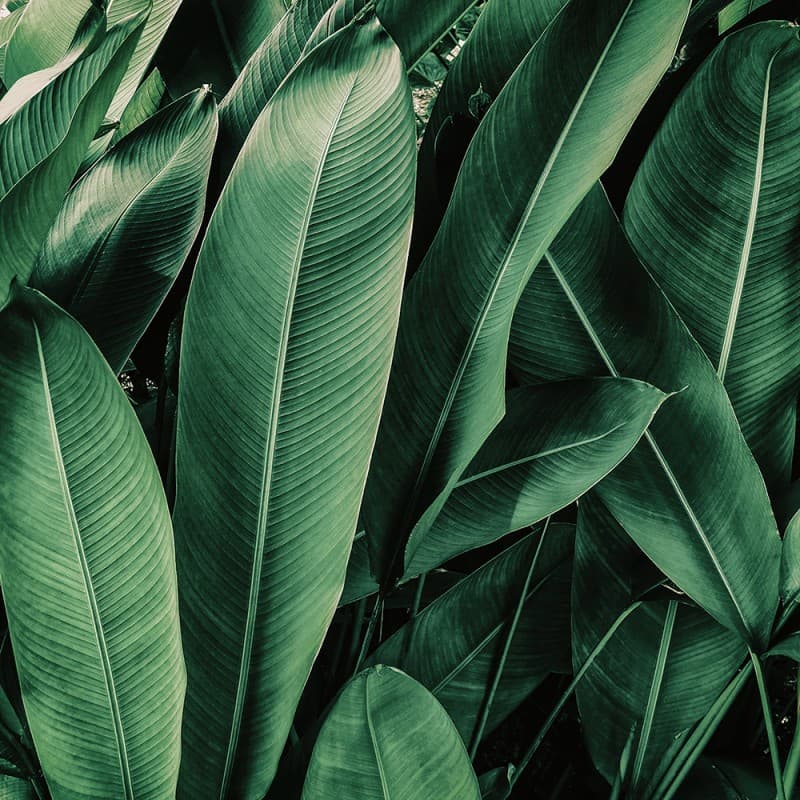 Обои Adriani & Rossi JUMANJI