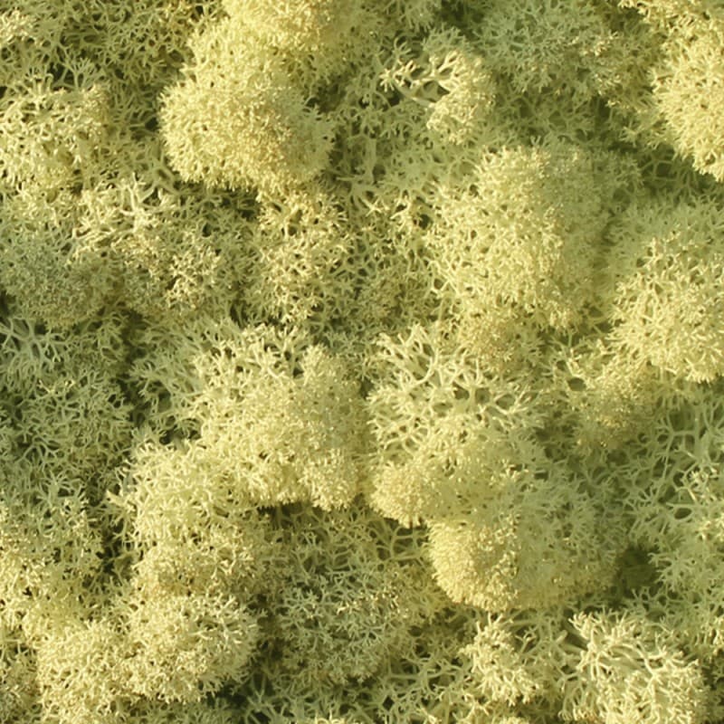 Декор "зеленая стена" Adriani & Rossi Lichen