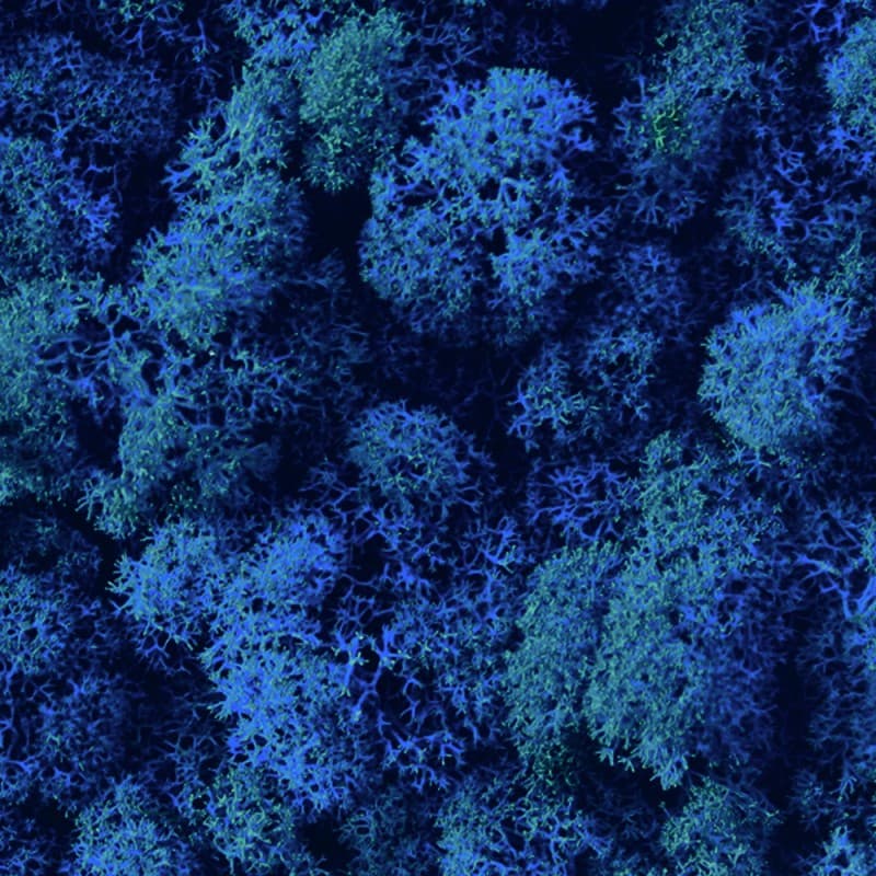 Декор "зеленая стена" Adriani & Rossi Lichen