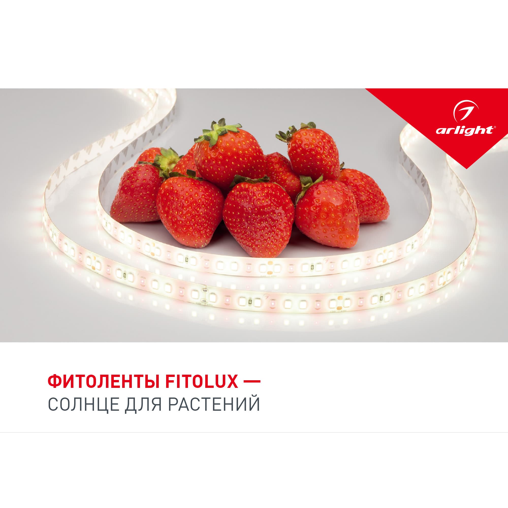 Буклет FITOLUX. 2022 (Arlight, -) 038910(22)