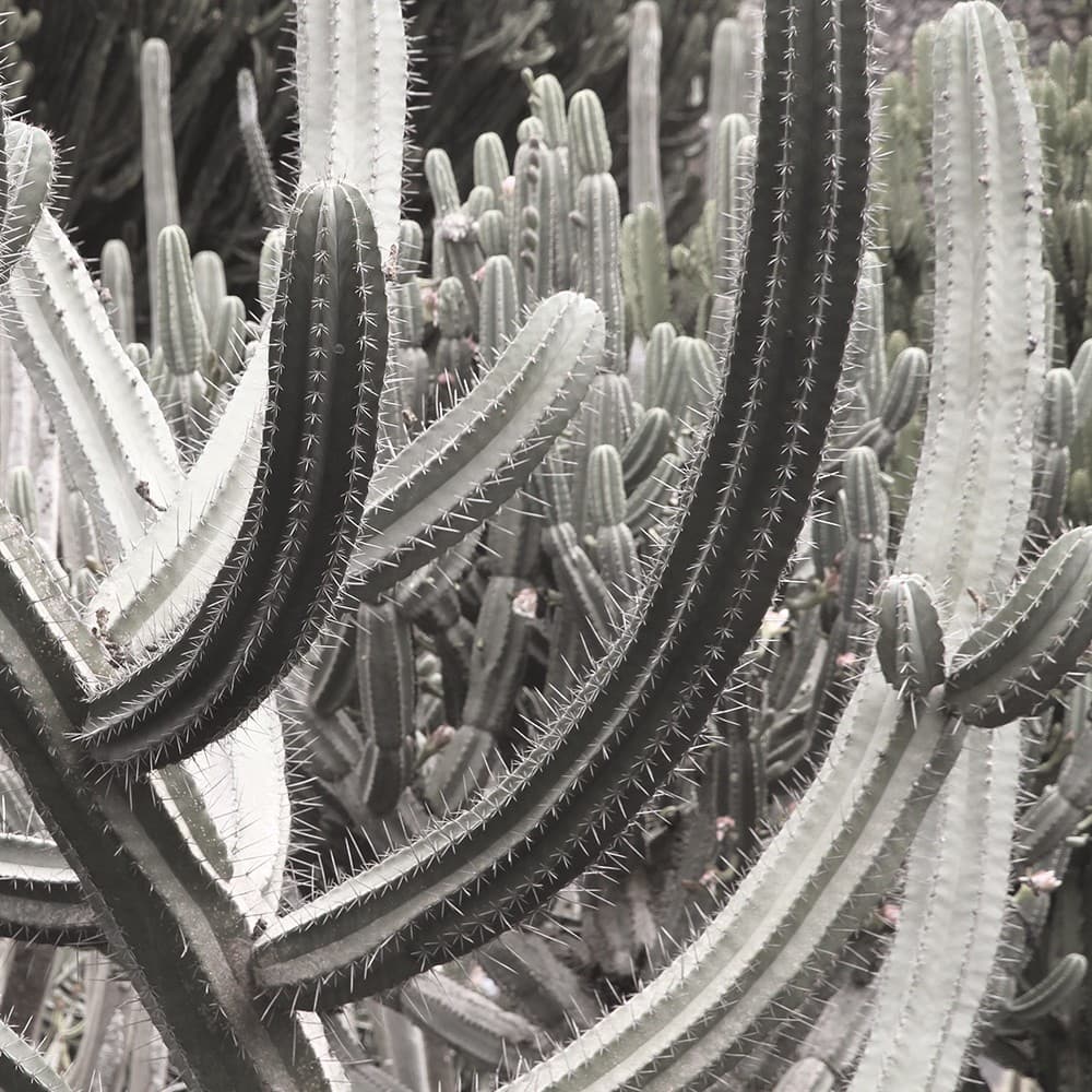 Adriani & Rossi Inside_2