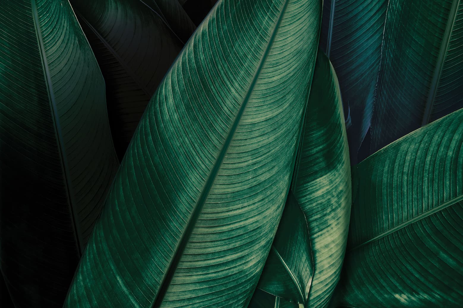 Adriani & Rossi Jumanji_1 – Textile – L.320 H.154 cm — фото 1