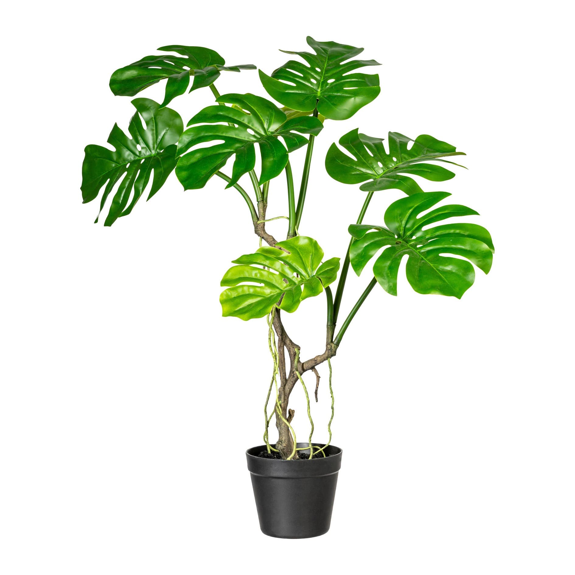 Adriani & Rossi Splitphilodendron Small