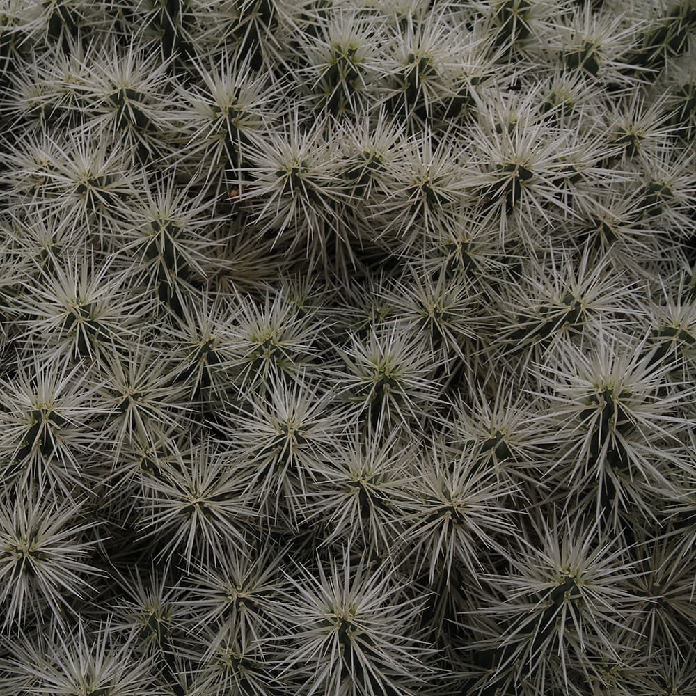 Adriani & Rossi Inside_4