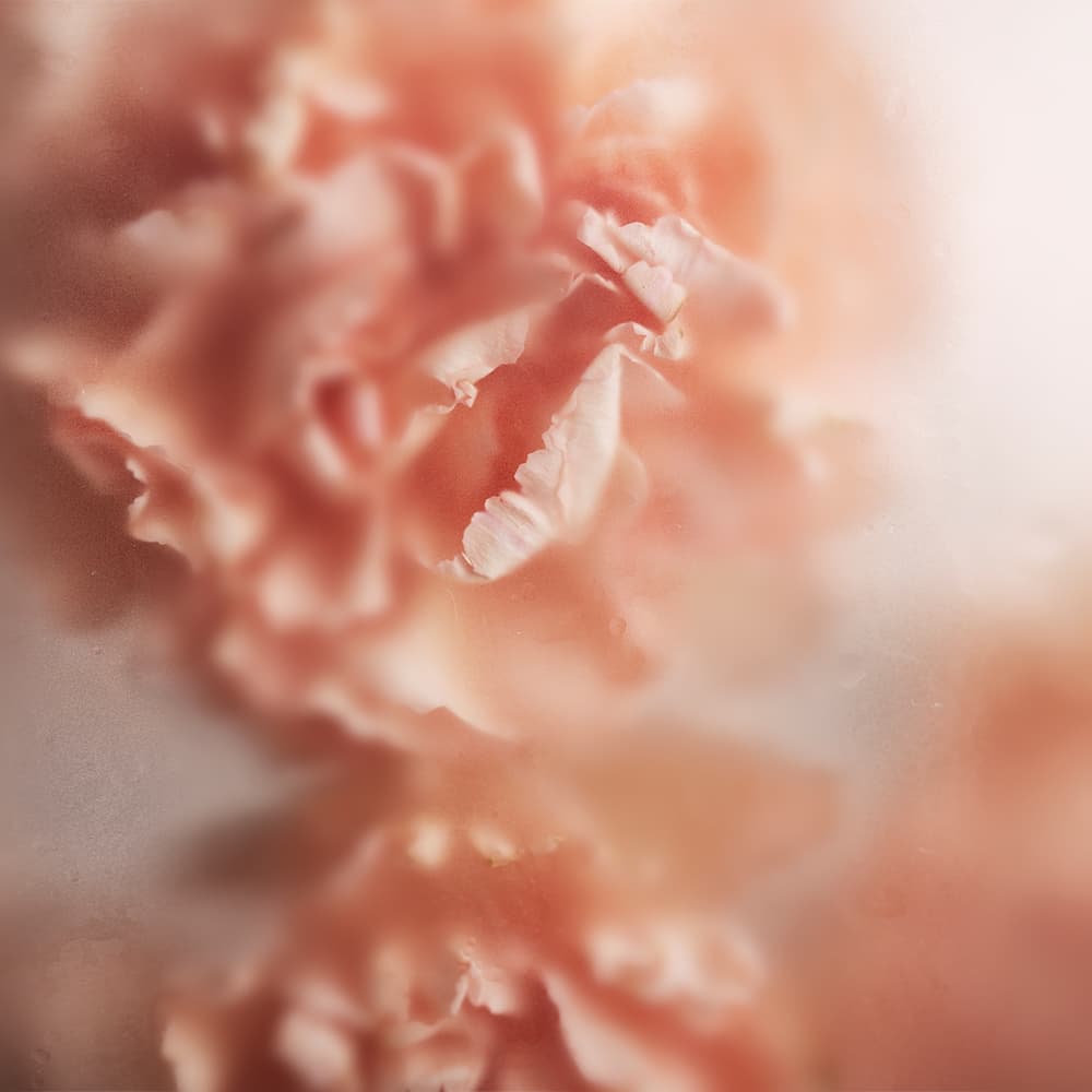 Adriani & Rossi Rosa Rose — фото 1