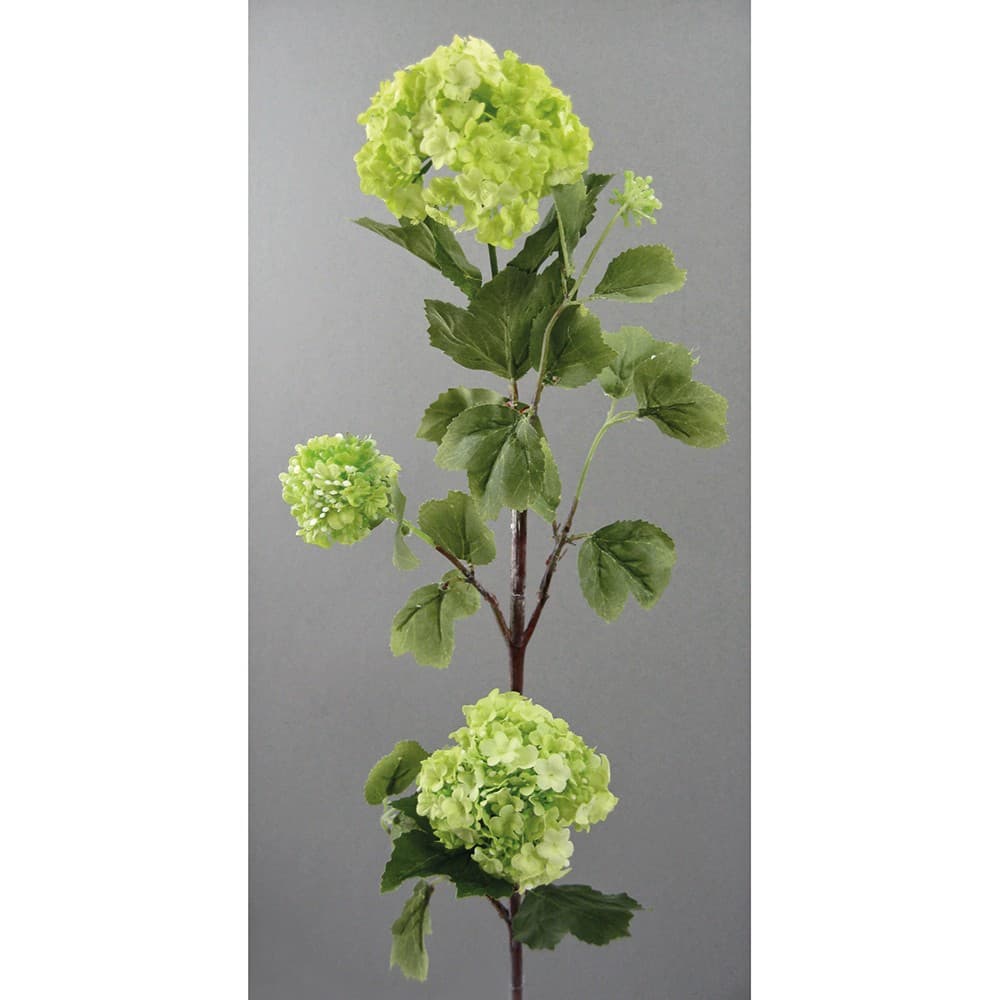 Adriani & Rossi Viburno