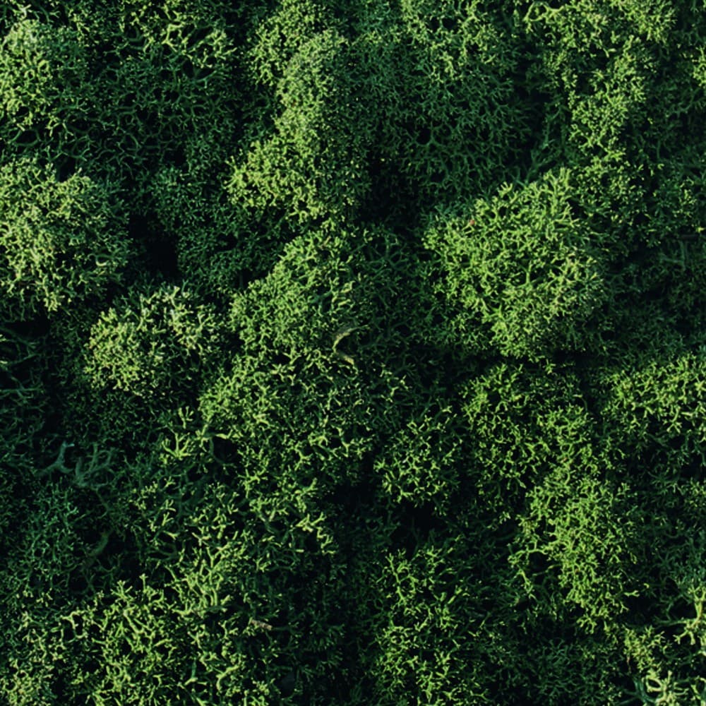 Adriani & Rossi Lichene a pannello