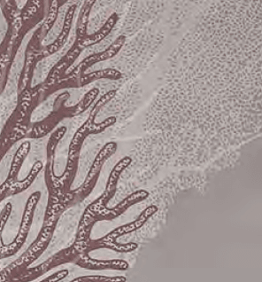 Adriani & Rossi Reef bordeaux — фото 3