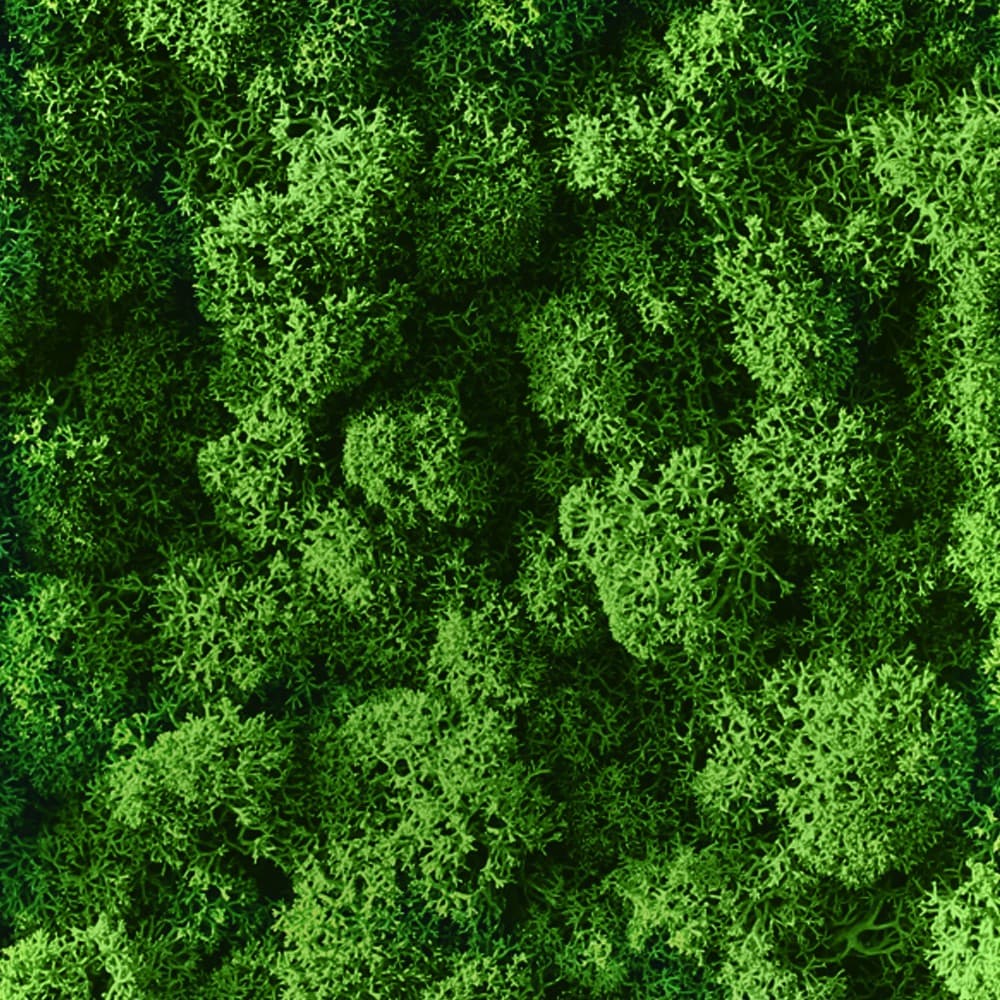 Adriani & Rossi Lichene al mq — фото 5