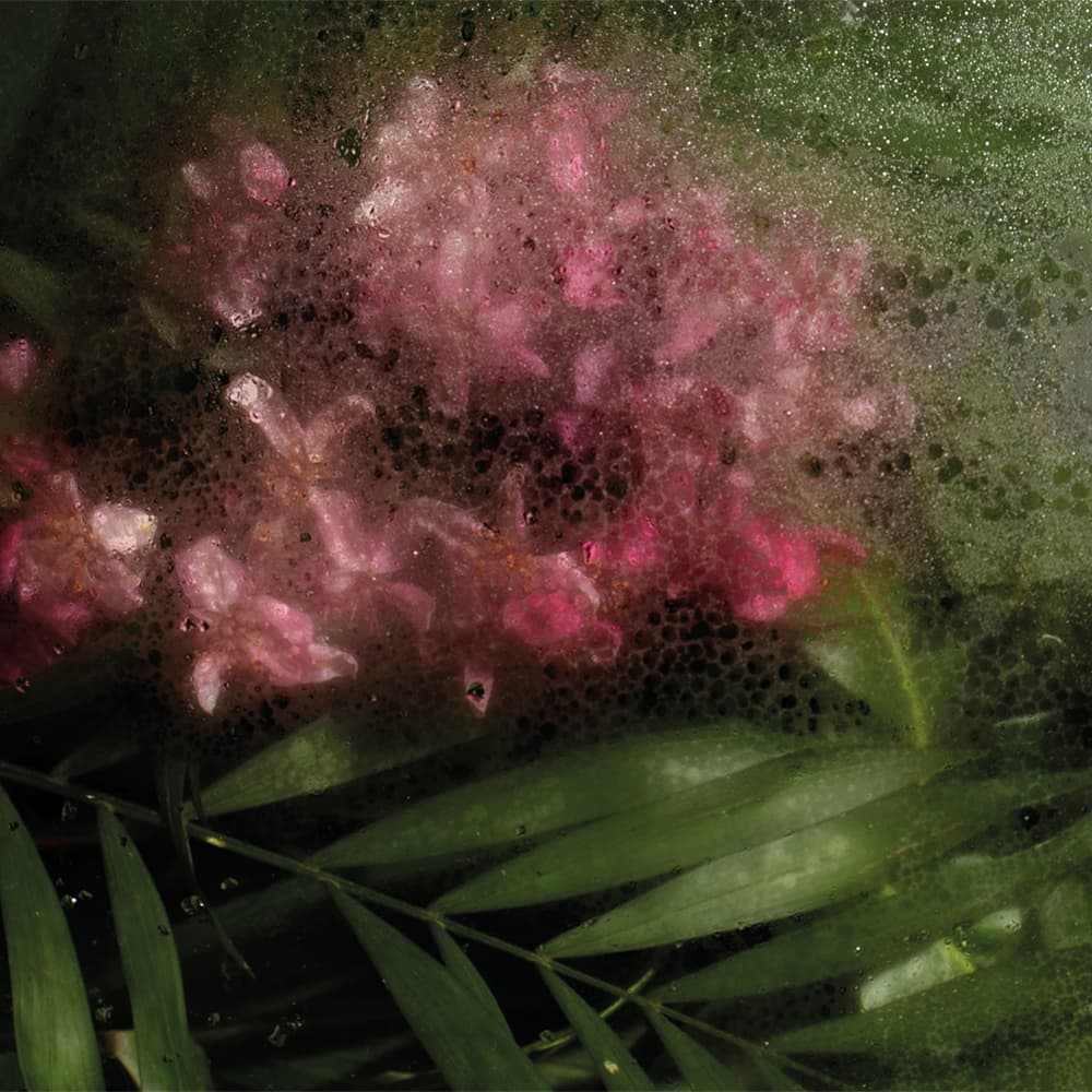 Adriani & Rossi Jasmine — фото 1