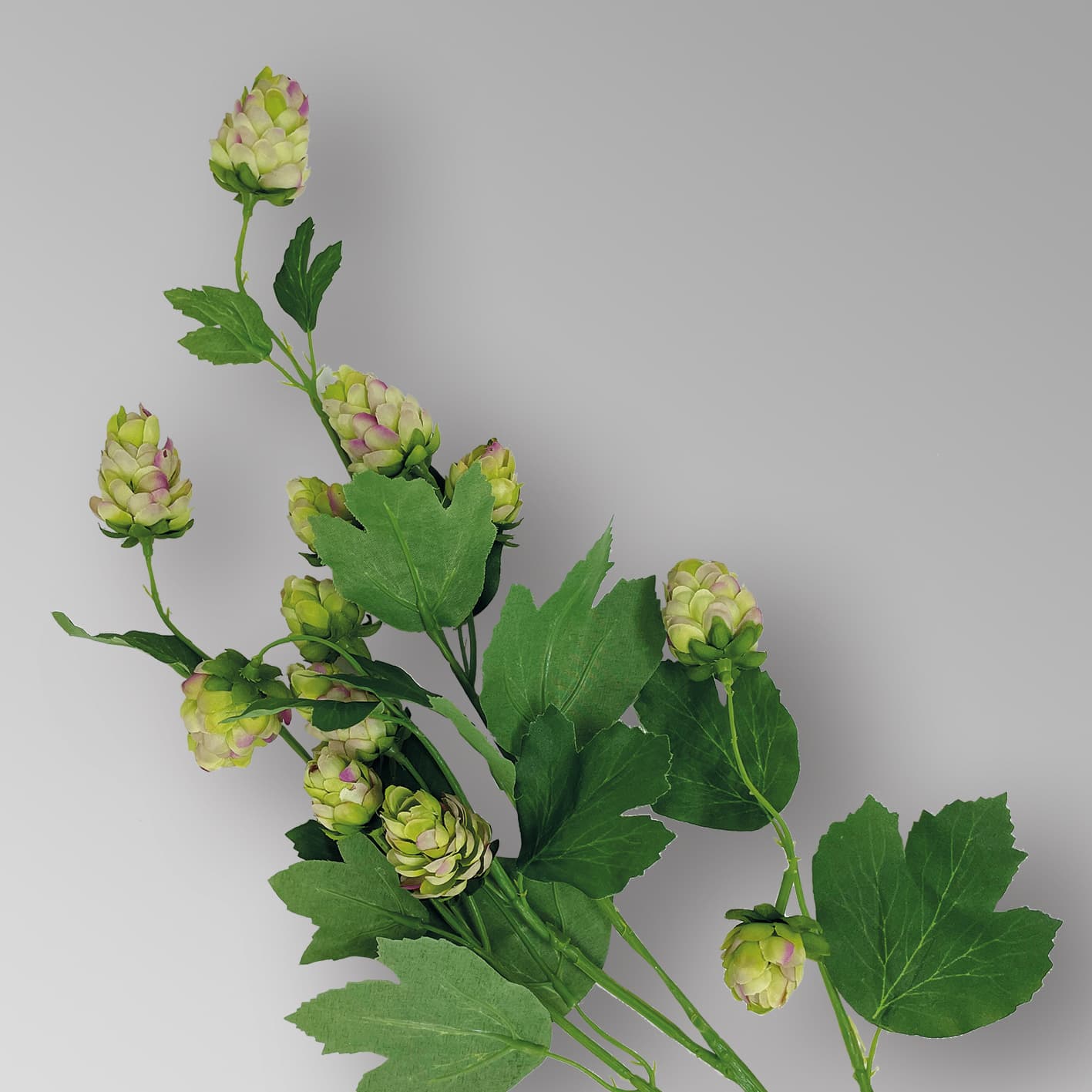 Adriani & Rossi Luppolo