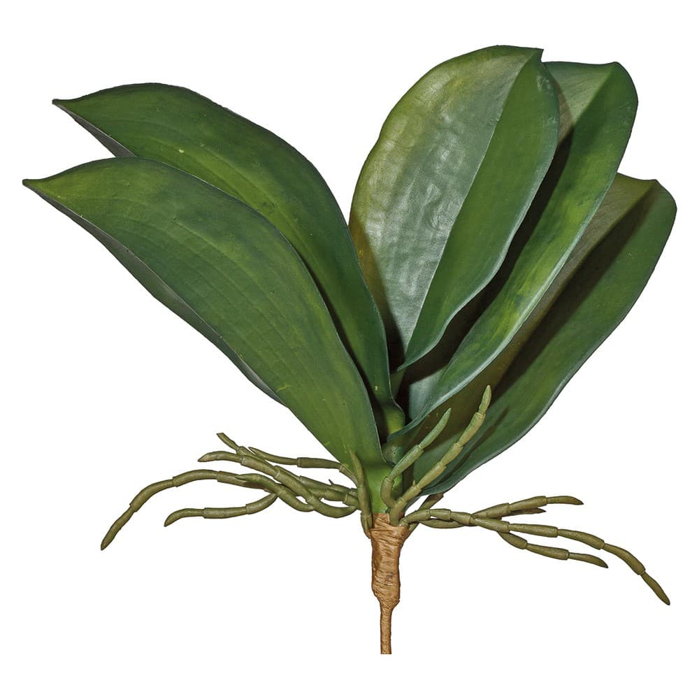 Adriani & Rossi Foglie di orchidea