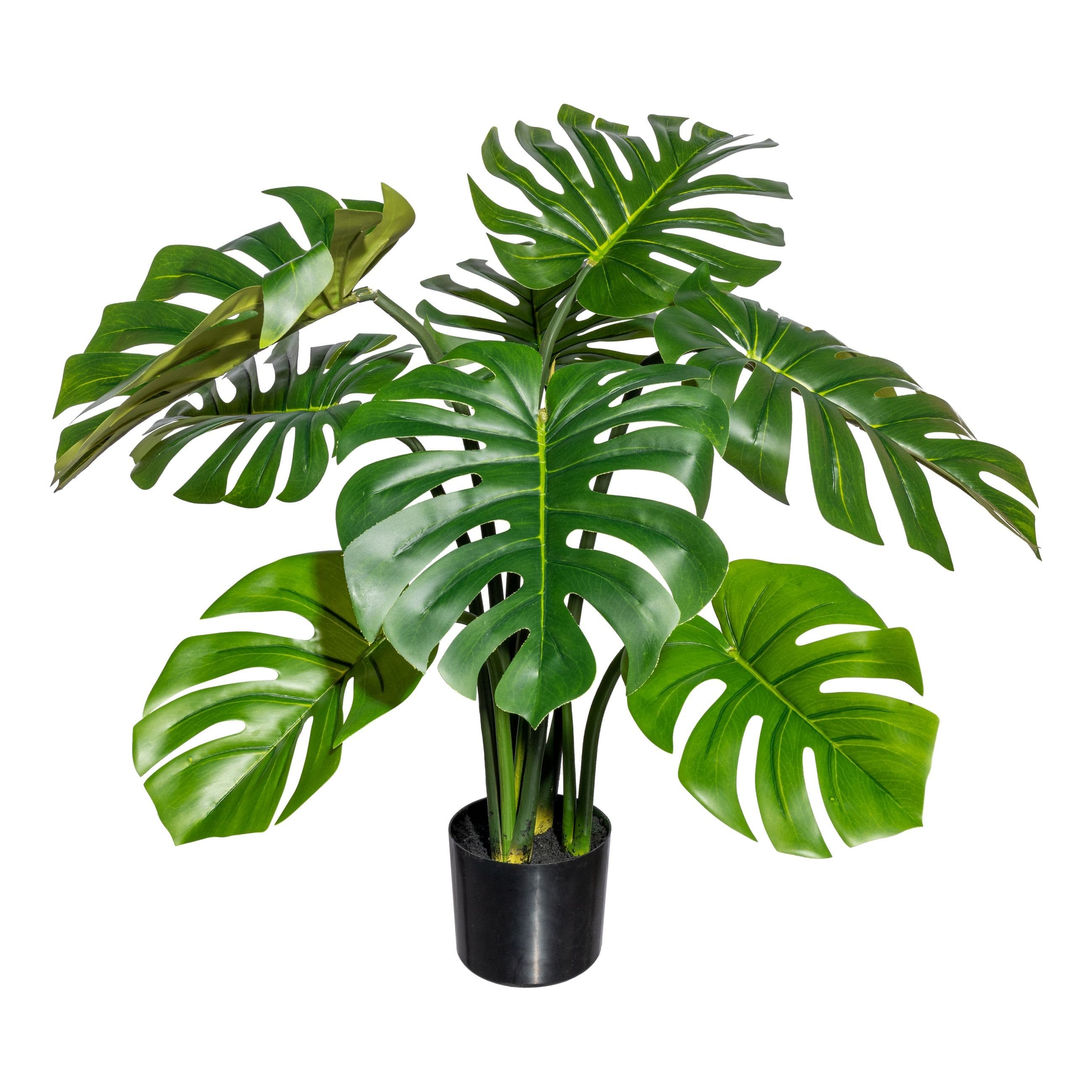 Adriani & Rossi Splitphilodendron Big