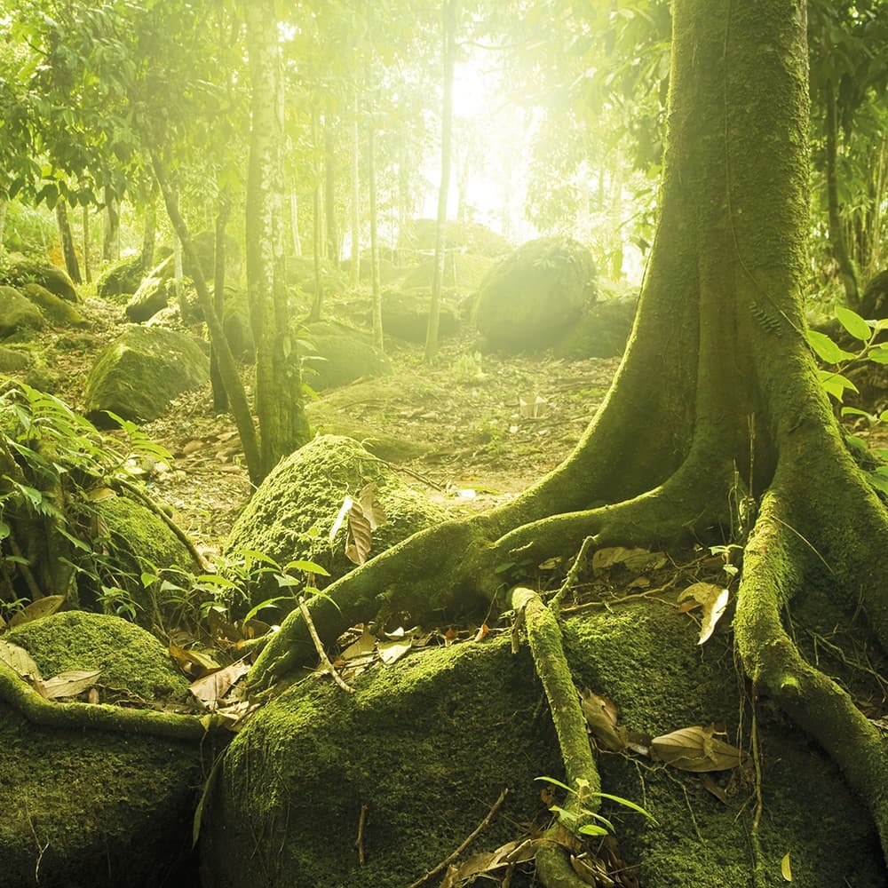 Adriani & Rossi Sherwood_2 — фото 1