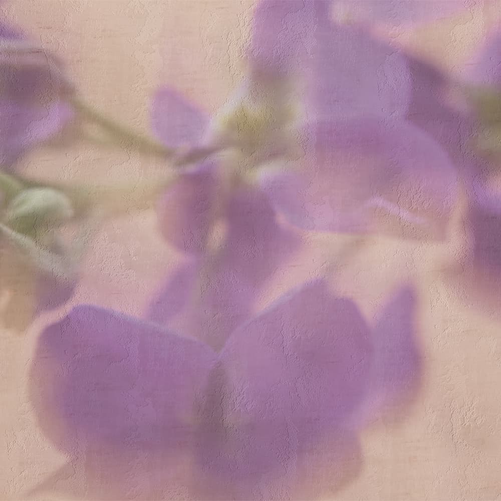 Adriani & Rossi Violetta — фото 1