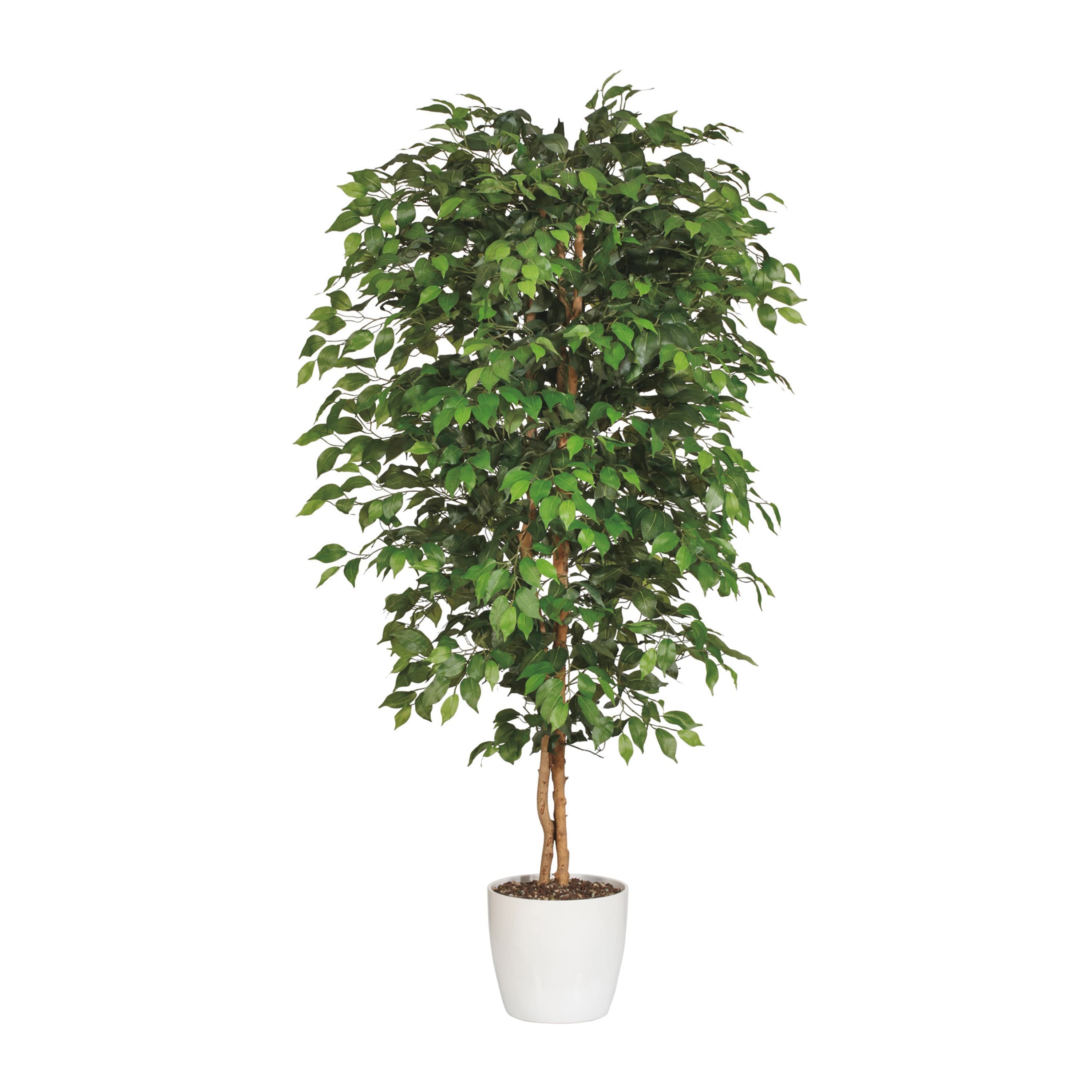 Adriani & Rossi Ficus Benjamina