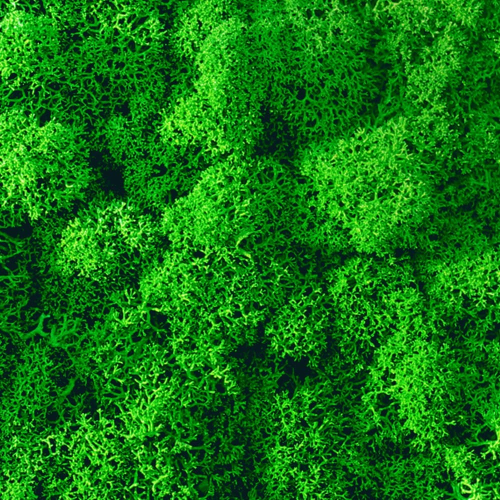 Adriani & Rossi Lichene a pannello