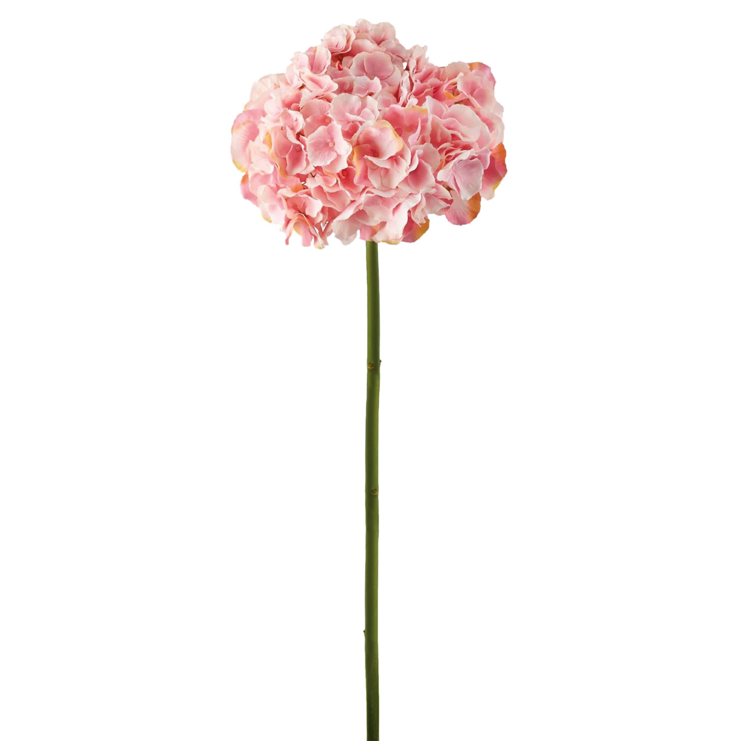 Adriani & Rossi Fiore Ortensia