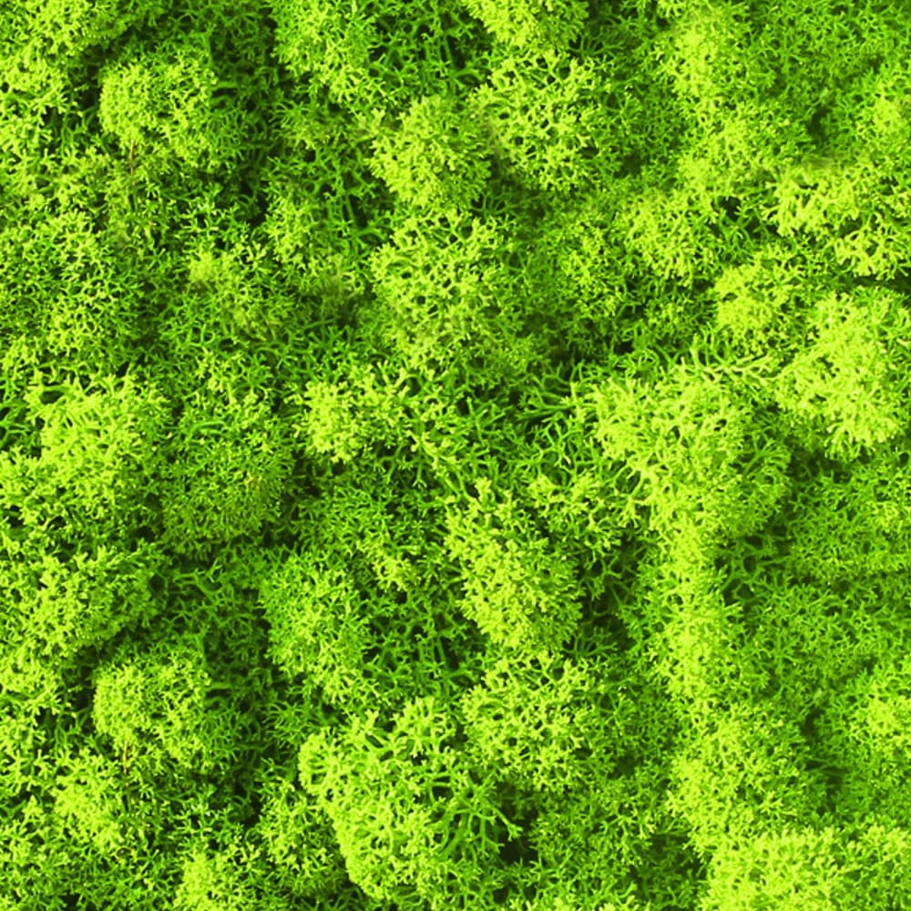 Adriani & Rossi Lichene a pannello