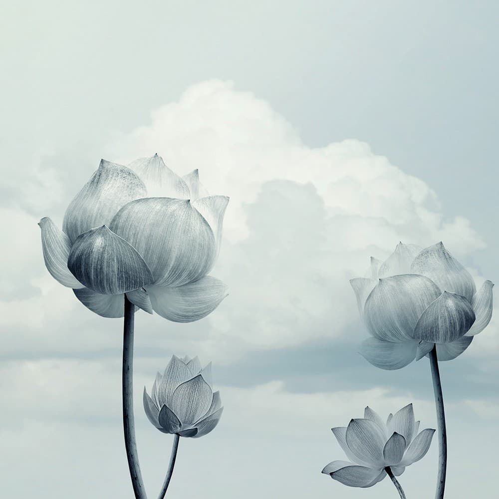 Adriani & Rossi Gulliver_2