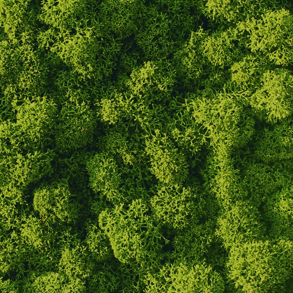 Adriani & Rossi Lichene a pannello