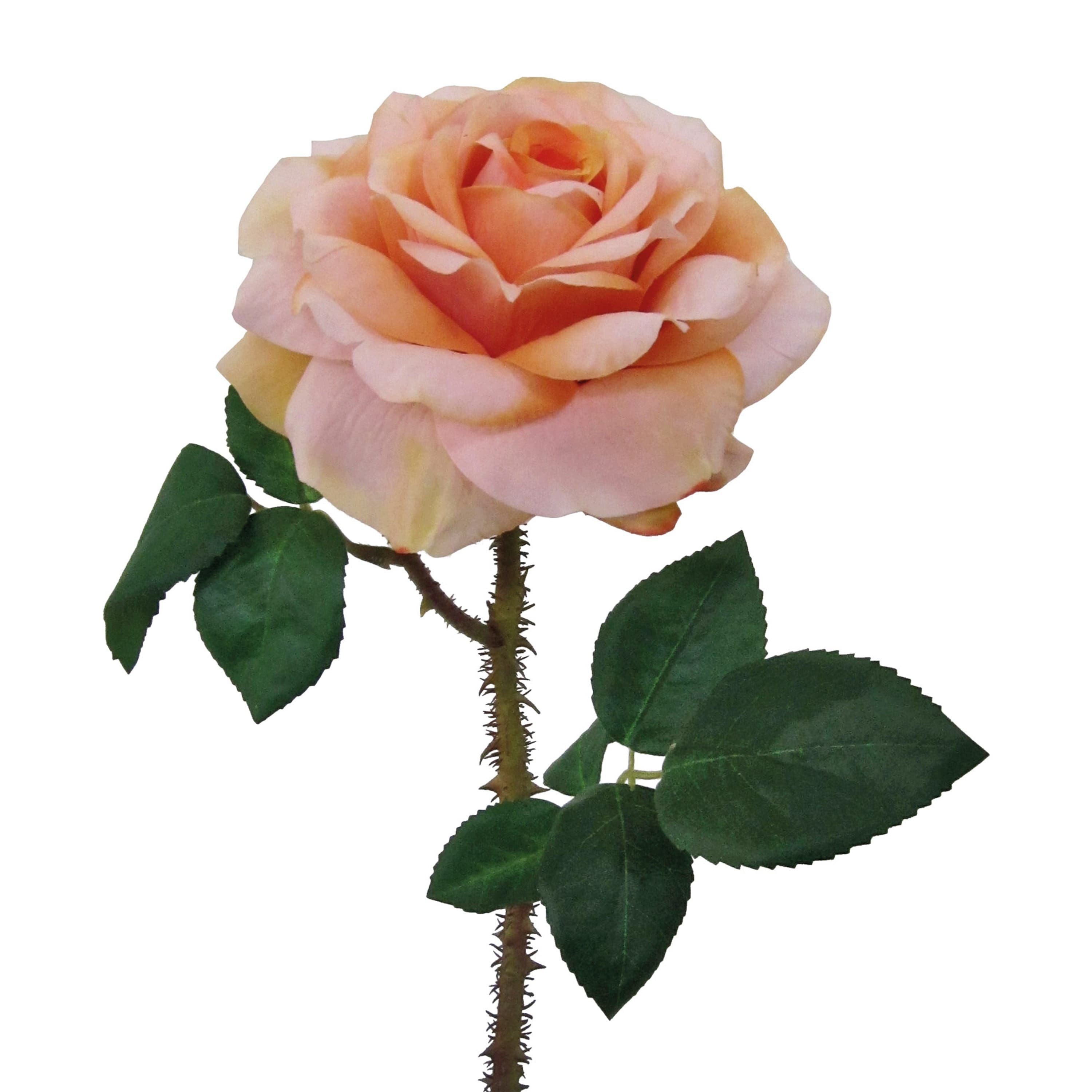 Adriani & Rossi Fiore Rosa Regia