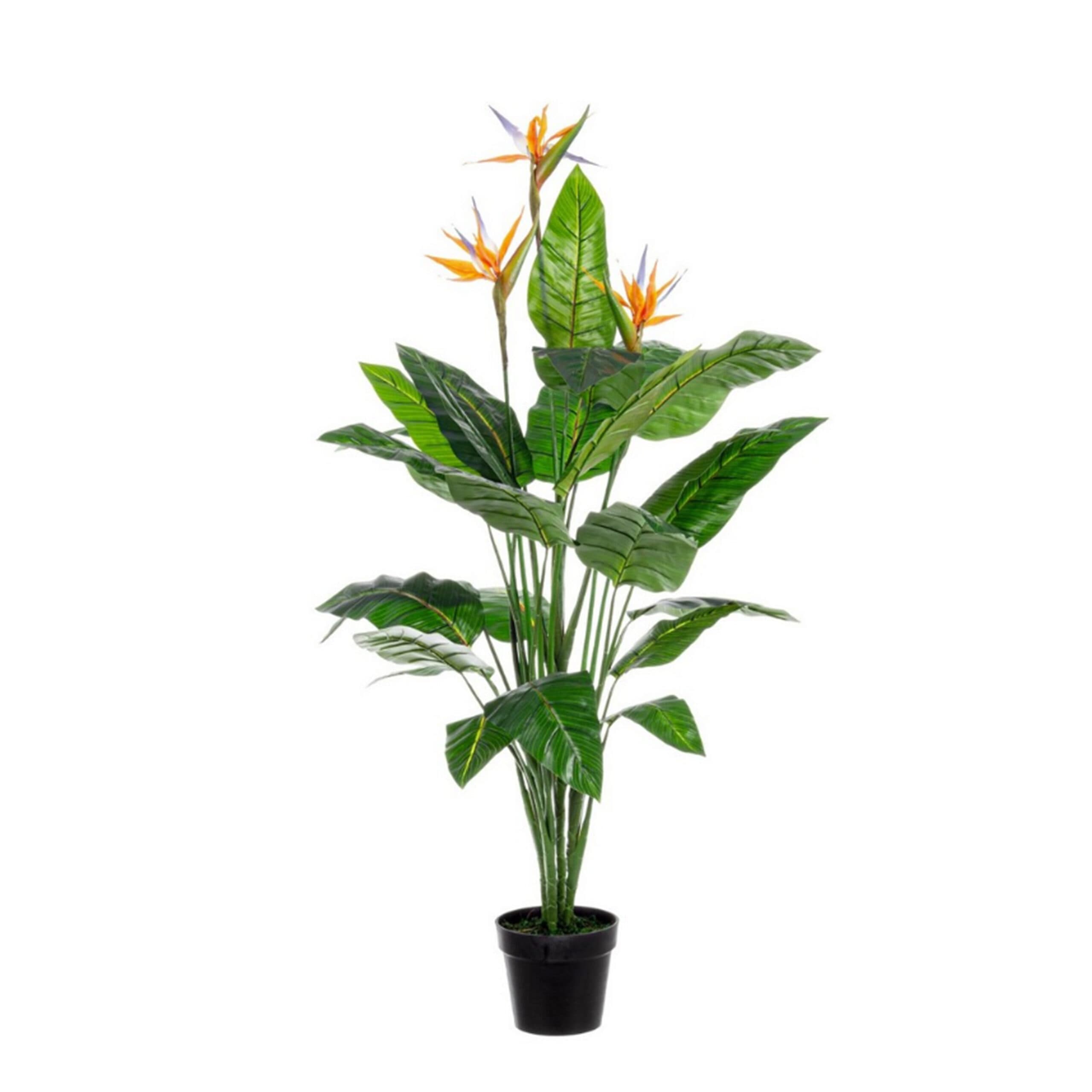 Adriani & Rossi Colocasia Small