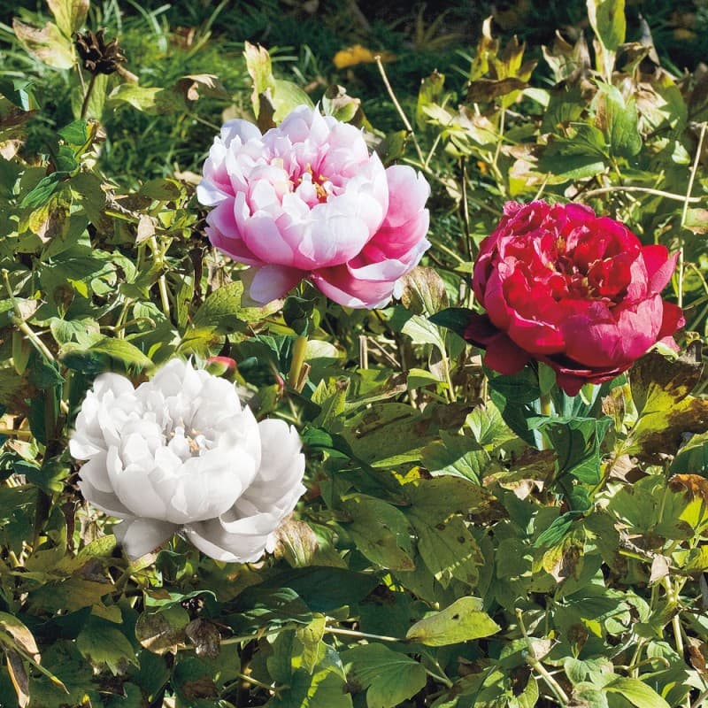 Декоративный элемент Adriani & Rossi Coloured Peony flower