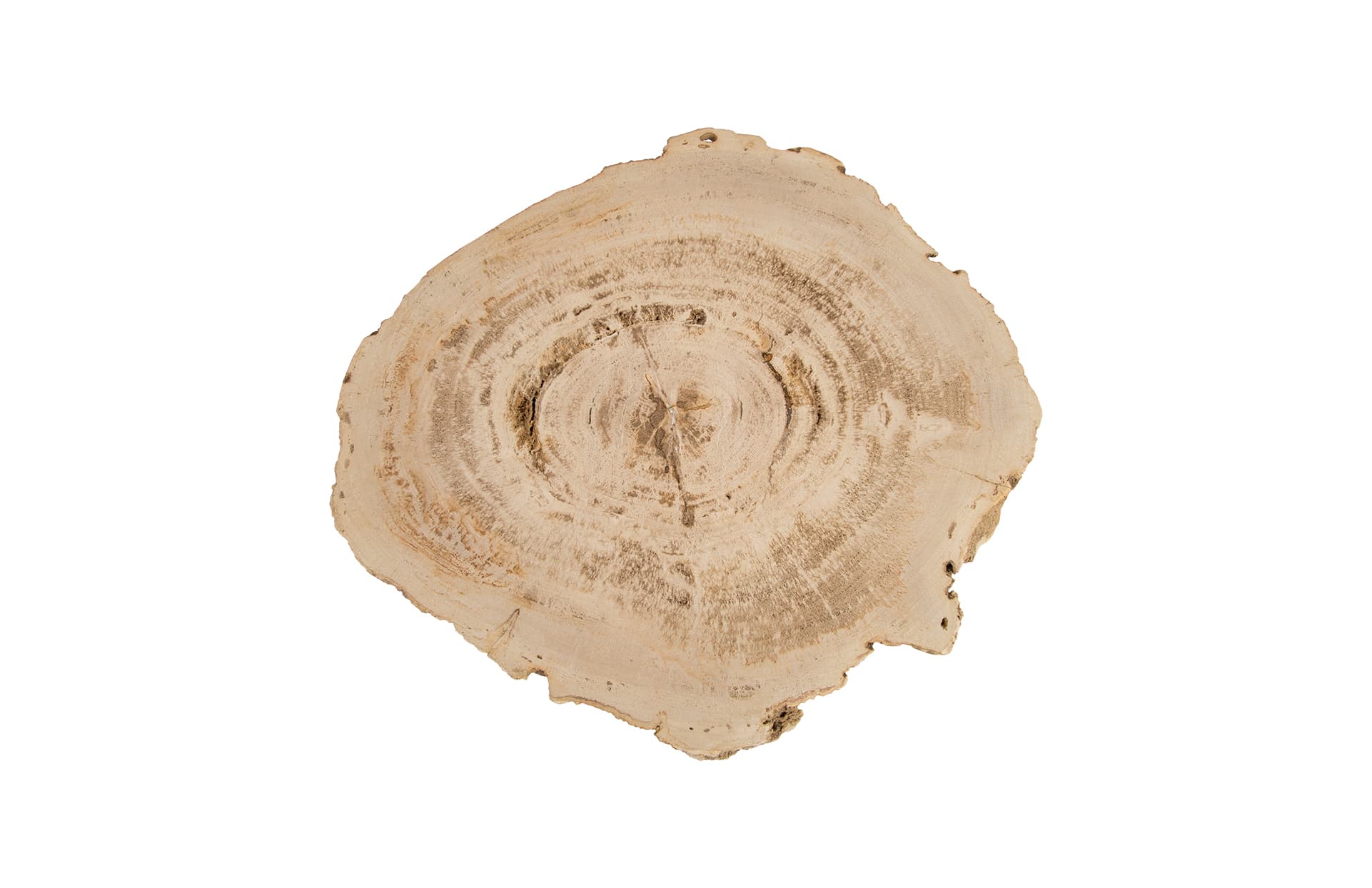 Кофейный столик Phillips Collection Petrified Wood Coffee Table, Stainless Steel Legs — фото 3