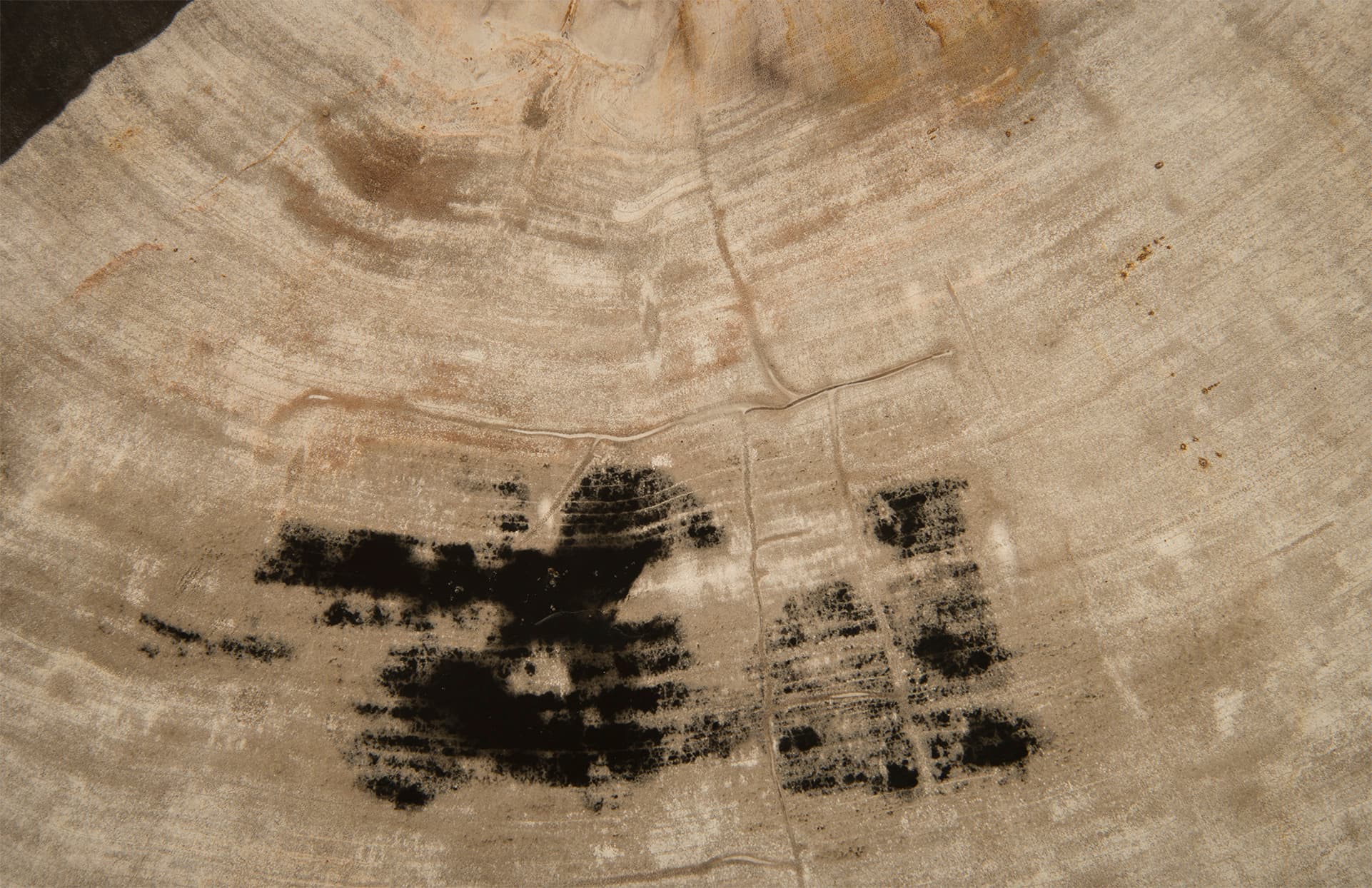 Журнальный столик Phillips Collection Petrified Wood Coffee Table, SS Legs — фото 3
