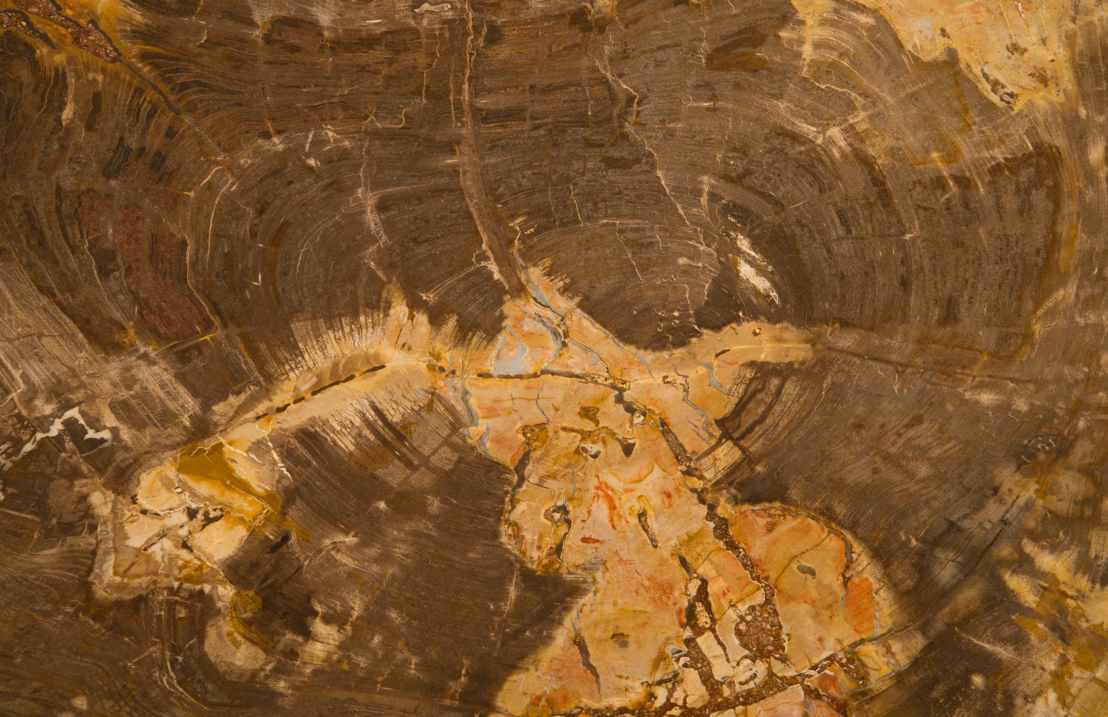 Журнальный столик Phillips Collection Petrified Wood Coffee Table — фото 3