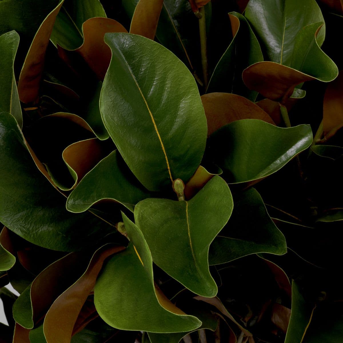 Eichholtz Bundle of Magnolia leaves 24 pcs — фото 3