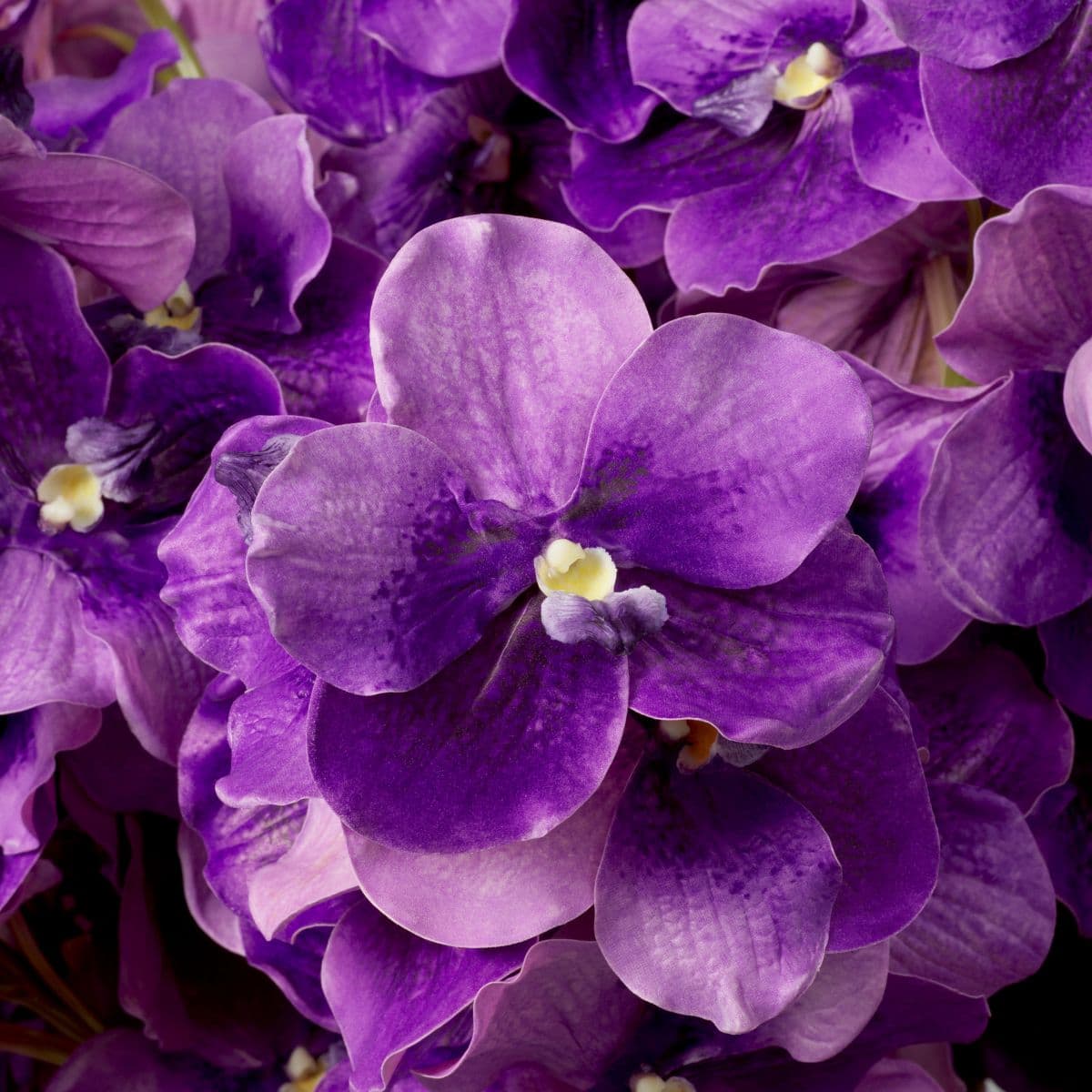 Eichholtz Bouquet of Vanda Orchids real touch 24 pcs — фото 2