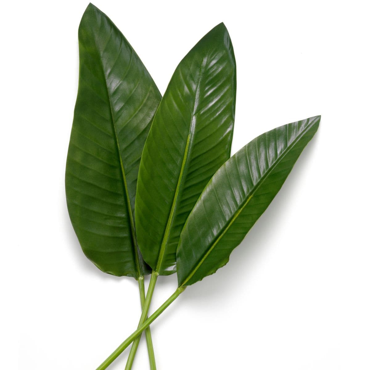 Eichholtz Bundle of Strelitzia leaves 36 pcs — фото 4