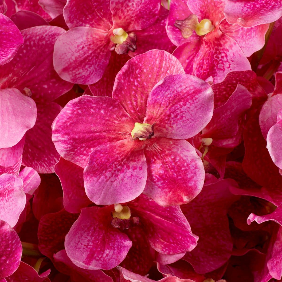 Eichholtz Bouquet of Vanda Orchids real touch 24 pcs — фото 2