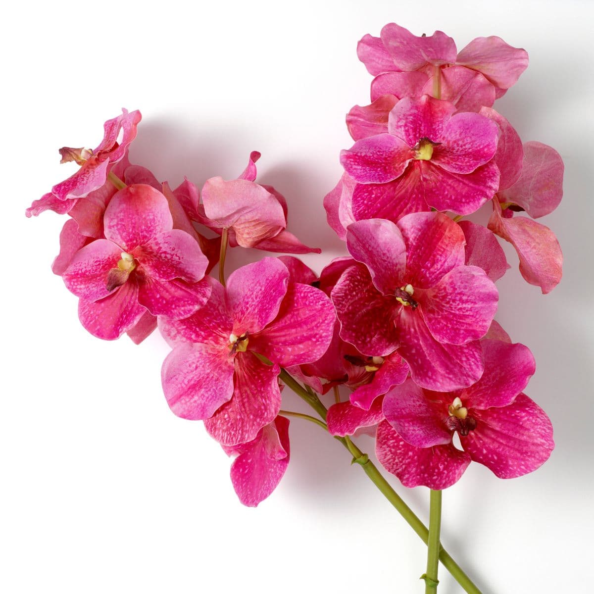 Eichholtz Bouquet of Vanda Orchids real touch 24 pcs — фото 3