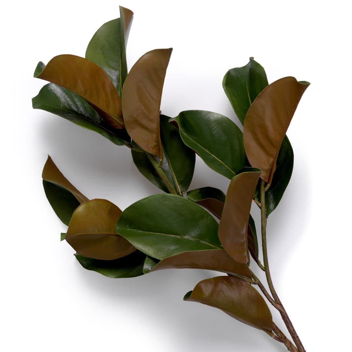Eichholtz Bundle of Magnolia leaves 24 pcs — фото 4