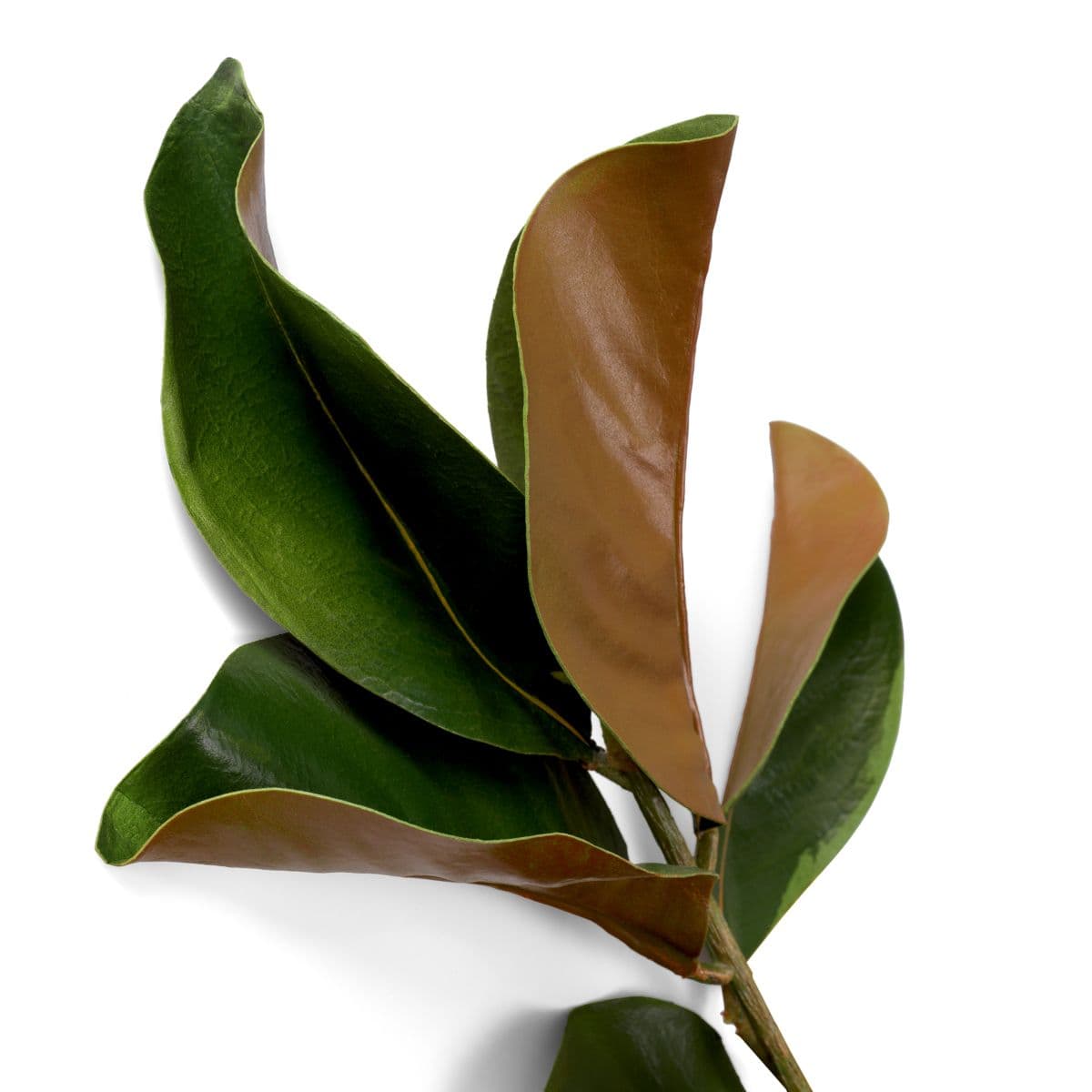 Eichholtz Bundle of Magnolia leaves 24 pcs — фото 5