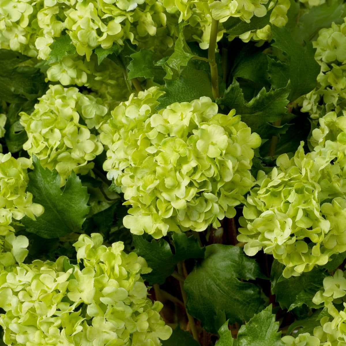 Eichholtz Bouquet of Hydrangeas snowball real touch 36 pcs — фото 3