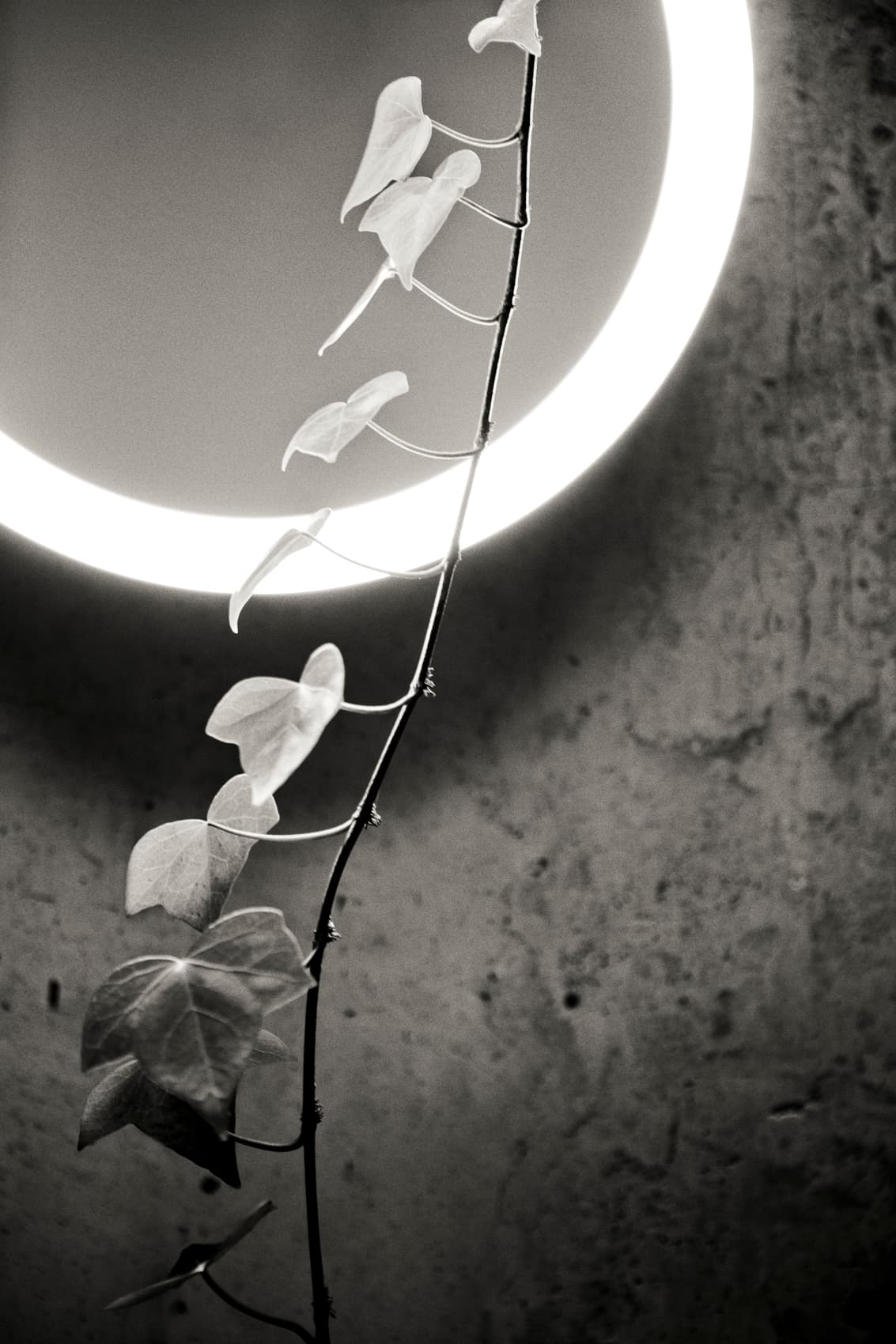 Настенно-потолочный светильник Santa & Cole Amigo Santa&Cole