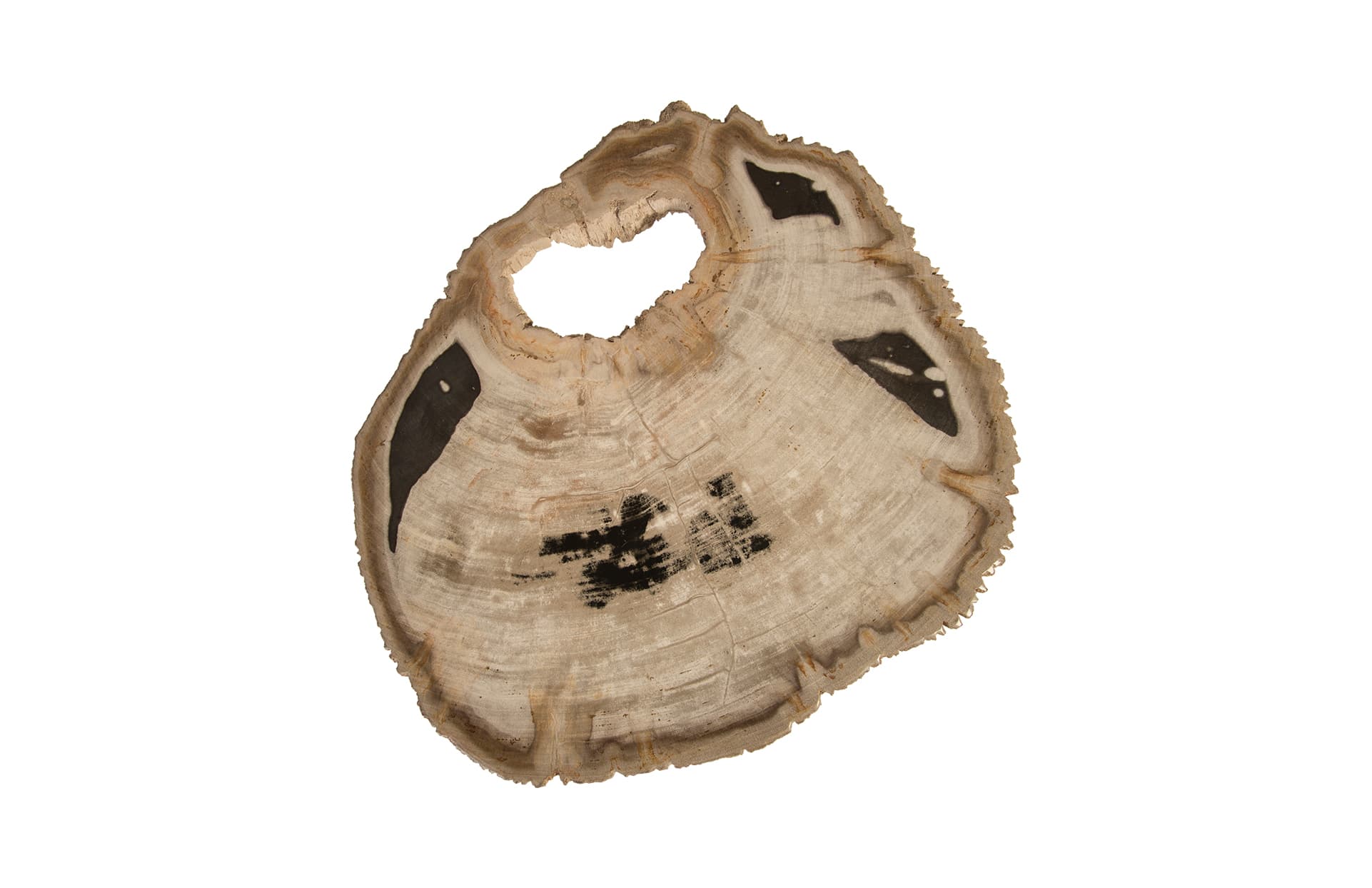 Журнальный столик Phillips Collection Petrified Wood Coffee Table, SS Legs