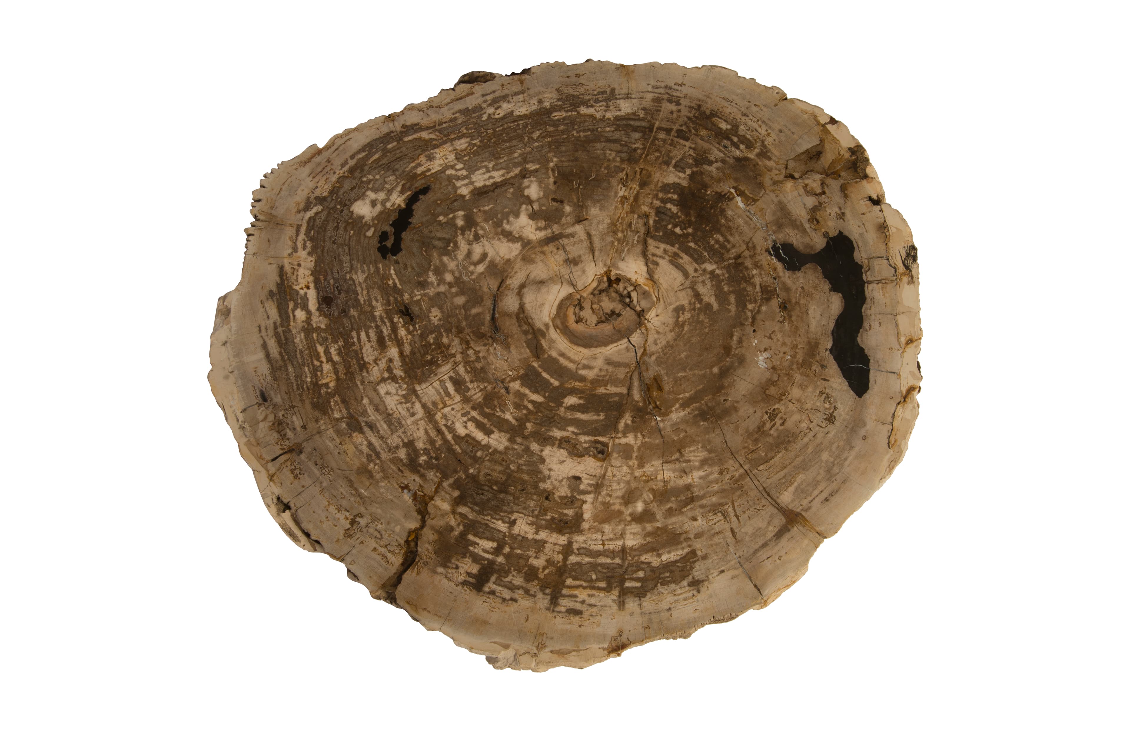 Кофейный столик Phillips Collection Petrified Wood Coffee Table — фото 4