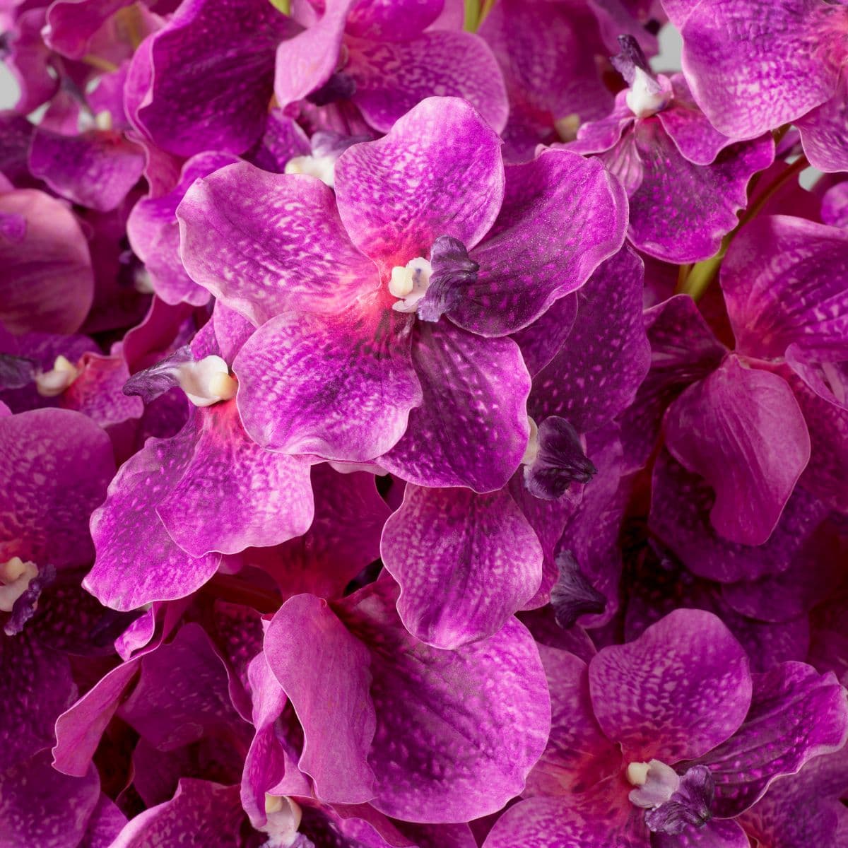Eichholtz Bouquet of Vanda Orchids real touch 24 pcs — фото 2