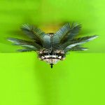 Потолочный светильник Banci 75.0967, фото 1