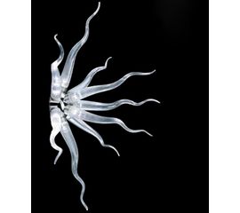 Настенный светильник Studio Italia Design KAPP AP, фото 1