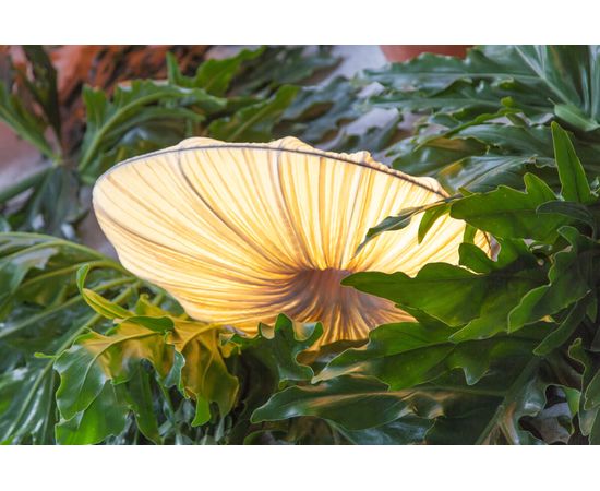 Настольная лампа Aqua Creations Doe Table Lamp, фото 2