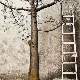 Обои Adriani &amp; Rossi Cherry, фото 1